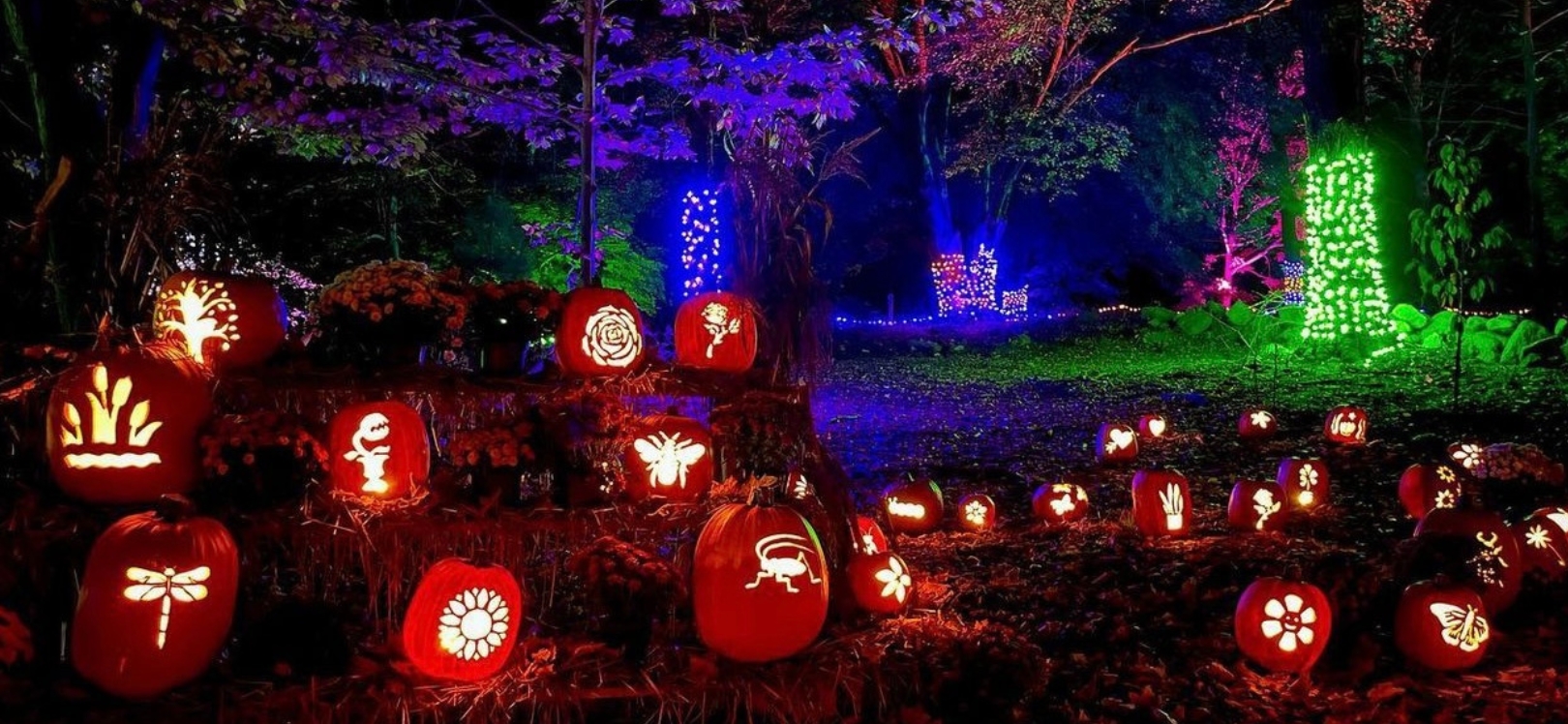 Pumpkins at Auckland Palace