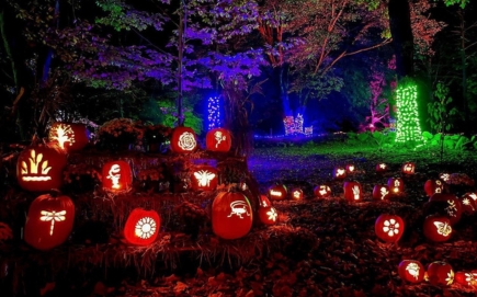 Take a peek at the Pumpkin Forest at Auckland Palace