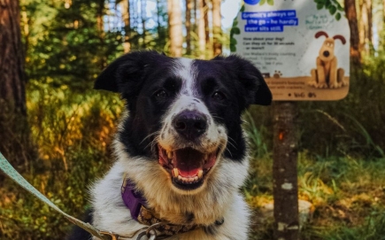 Forestry England launches Forest Walkies route in Hamsterley Forest