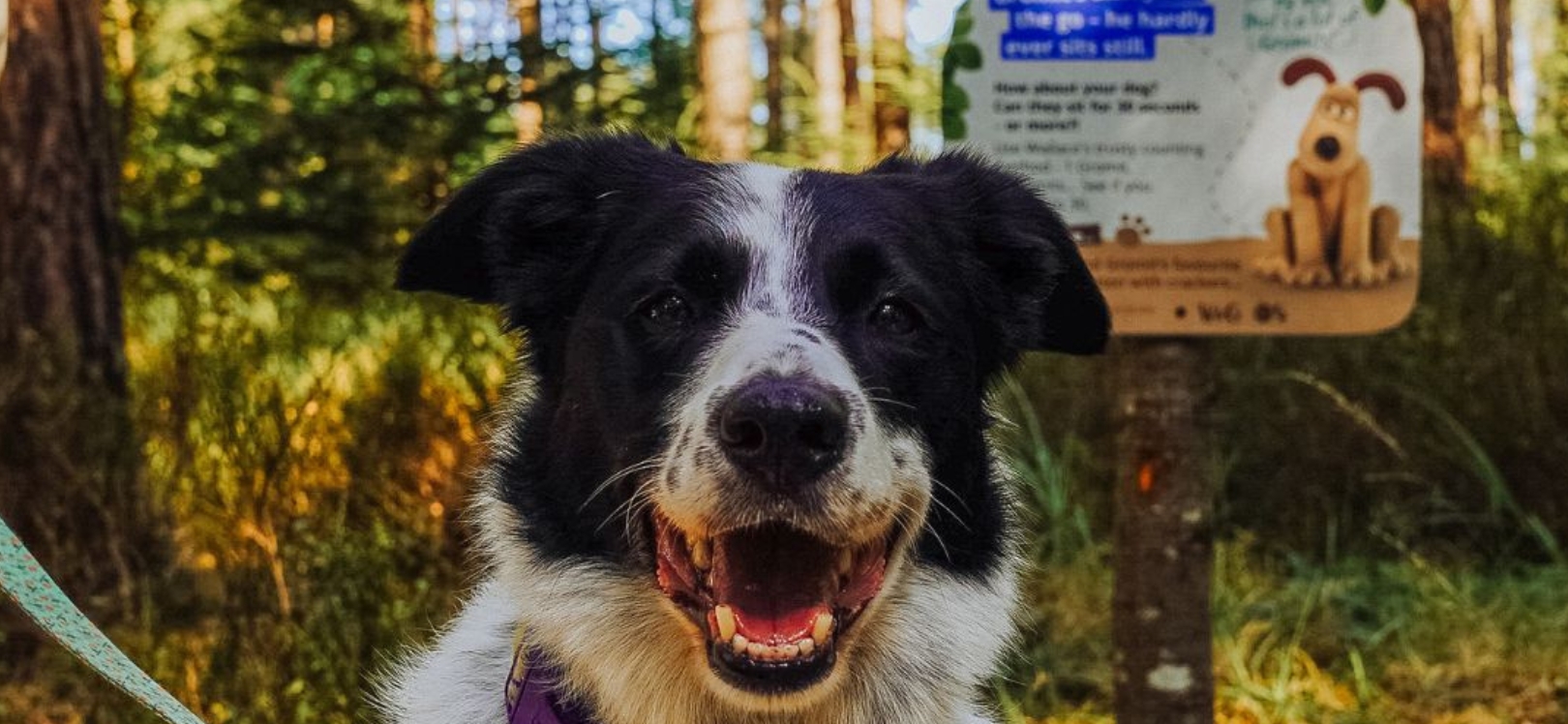 Dog in front of trail sign